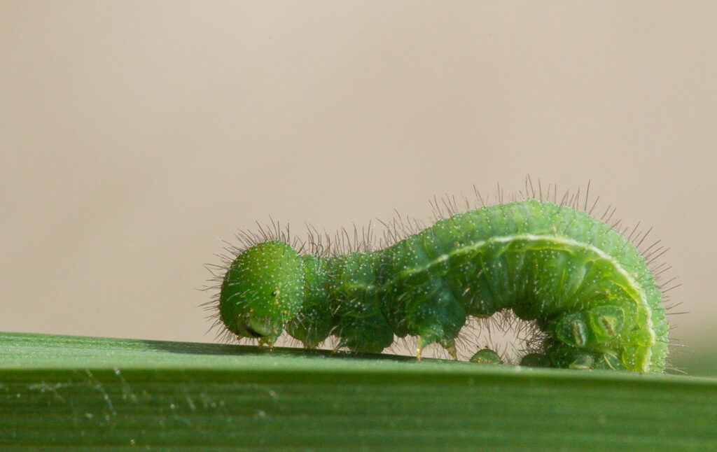 Fourth instar caterpillar of the wall brown butterfly.